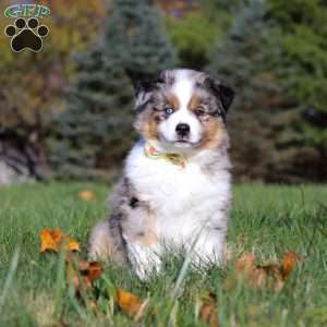Champ, Miniature Australian Shepherd Puppy