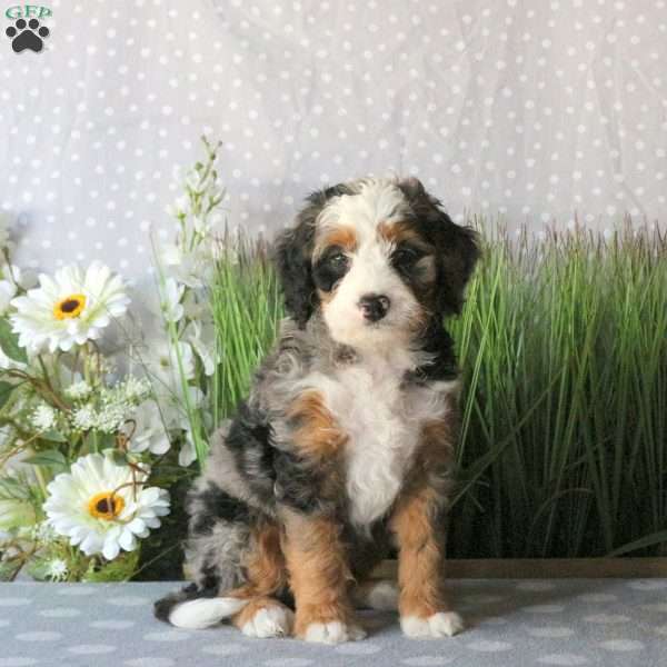 Chance, Mini Bernedoodle Puppy