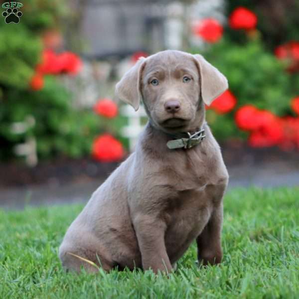 Charity, Silver Labrador Retriever Puppy