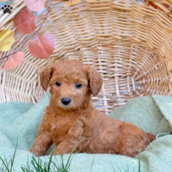 Charles, Mini Goldendoodle Puppy