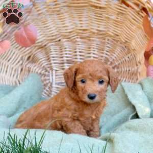 Charles, Mini Goldendoodle Puppy