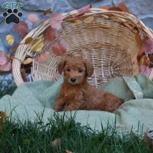 Charles, Mini Goldendoodle Puppy