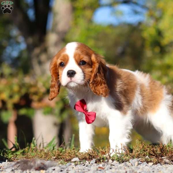 Charlie, Cavalier King Charles Spaniel Puppy