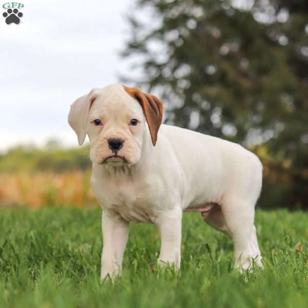 Charlie, Boxer Puppy