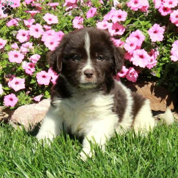 Charlie, Newfoundland Puppy