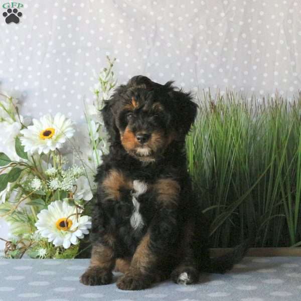 Charlie, Mini Bernedoodle Puppy