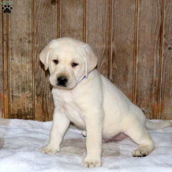 Charlie, Yellow Labrador Retriever Puppy