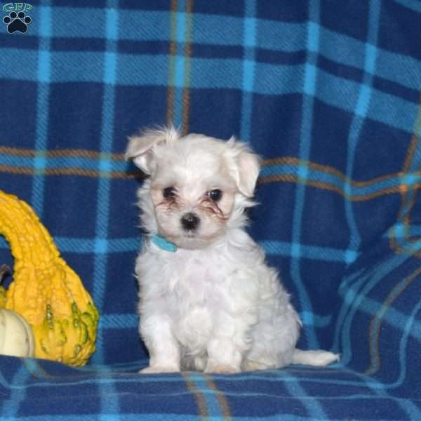 Charlie, Maltese Puppy