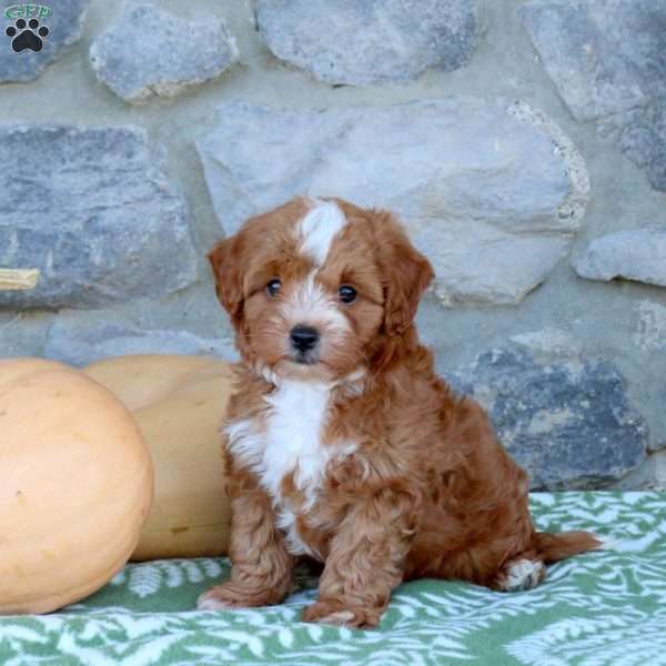 Charlie, Toy Poodle Mix Puppy