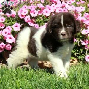 Charlie, Newfoundland Puppy