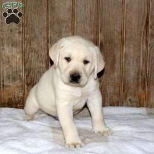 Charlie, Yellow Labrador Retriever Puppy
