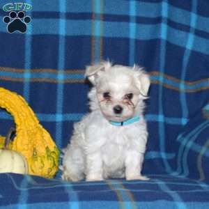 Charlie, Maltese Puppy