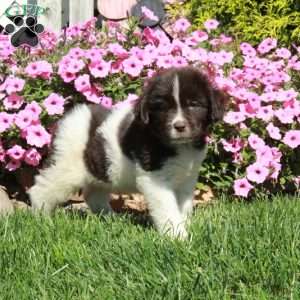 Charlie, Newfoundland Puppy