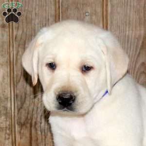 Charlie, Yellow Labrador Retriever Puppy