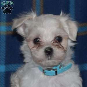 Charlie, Maltese Puppy