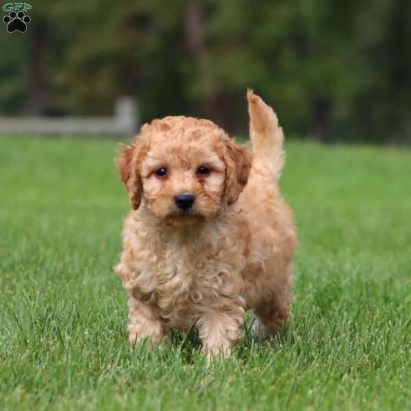 Charlie, Mini Goldendoodle Puppy