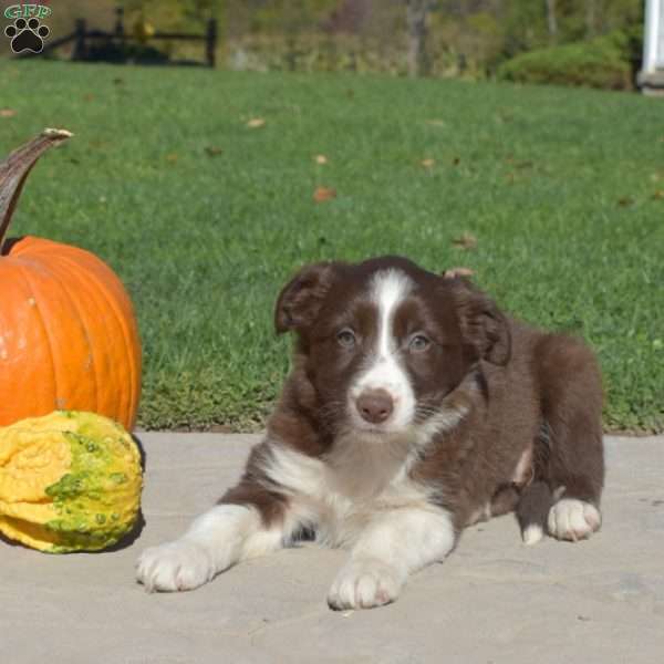 Charlotte, Border Collie Puppy