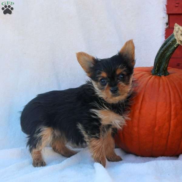 Charlotte, Yorkie Puppy