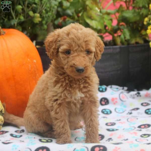 Charlotte, Mini Goldendoodle Puppy