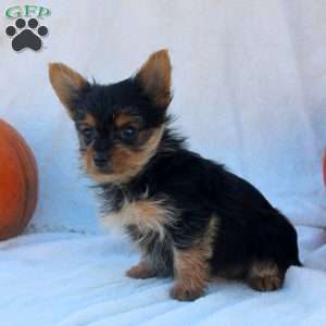Charlotte, Yorkie Puppy