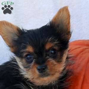 Charlotte, Yorkie Puppy
