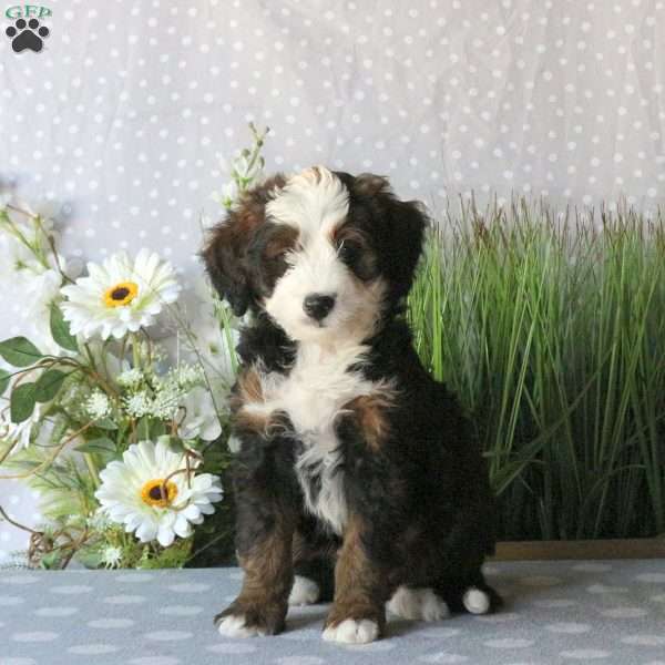 Charm, Mini Bernedoodle Puppy