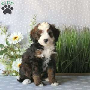 Charm, Mini Bernedoodle Puppy