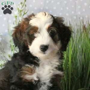 Charm, Mini Bernedoodle Puppy
