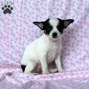 Charming Cathy, Chihuahua Puppy
