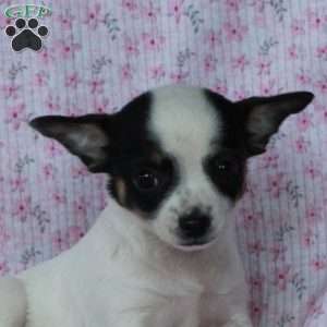 Charming Cathy, Chihuahua Puppy