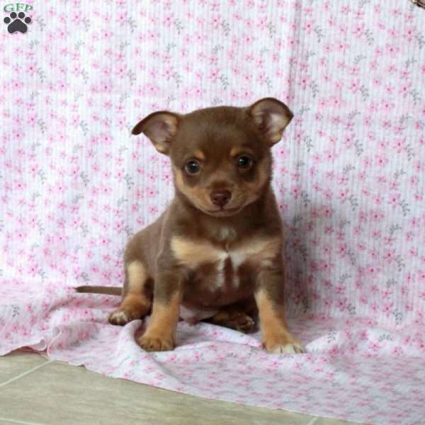 Charming Chad, Chihuahua Puppy