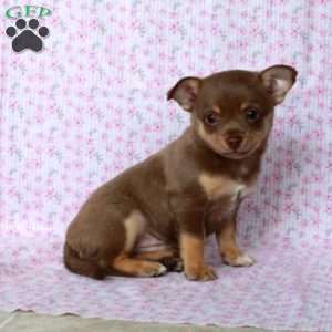 Charming Chad, Chihuahua Puppy