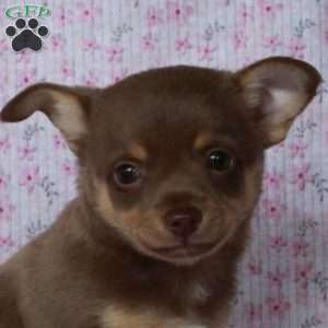 Charming Chad, Chihuahua Puppy