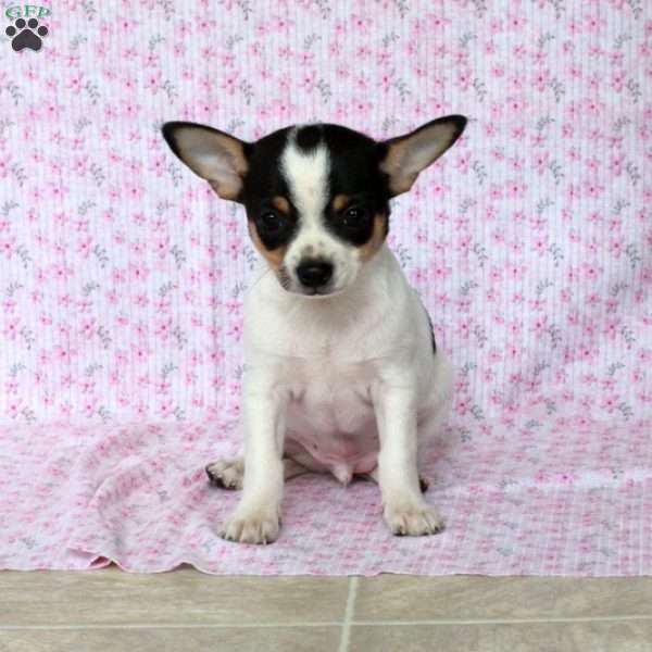 Charming Charlie, Chihuahua Puppy
