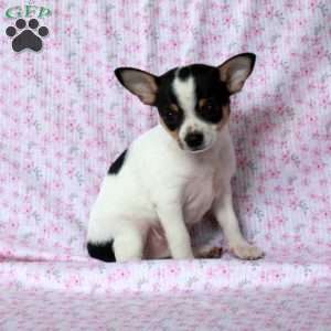 Charming Charlie, Chihuahua Puppy