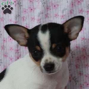 Charming Charlie, Chihuahua Puppy