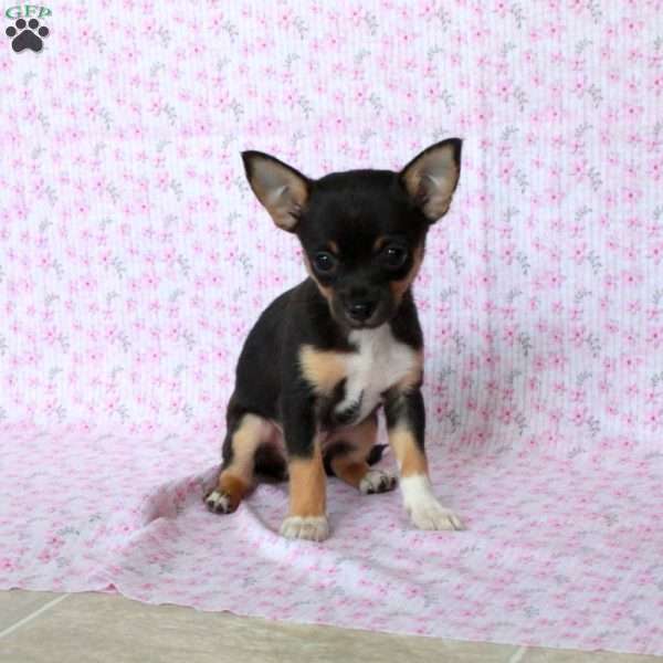 Charming Chipper, Chihuahua Puppy