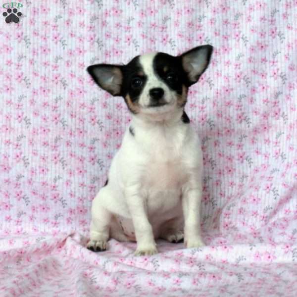 Charming Kate, Chihuahua Puppy