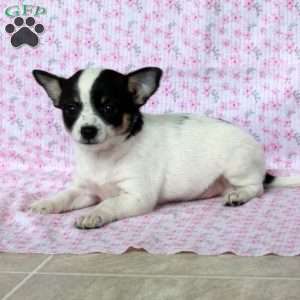 Charming Kate, Chihuahua Puppy