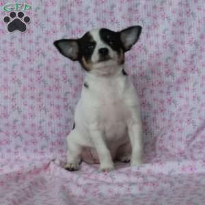 Charming Kate, Chihuahua Puppy
