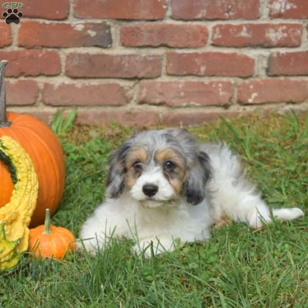 Chase, Cavapoo Puppy