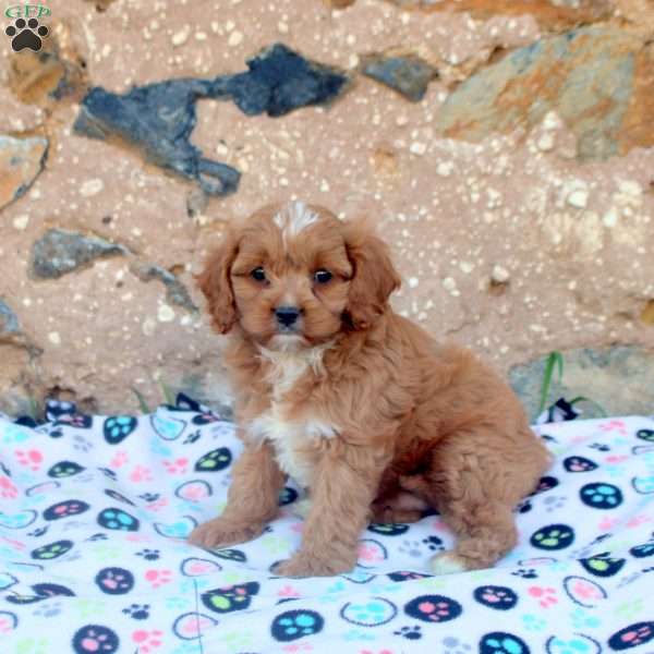Chase, Cavapoo Puppy