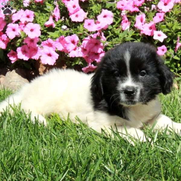 Checkers, Newfoundland Puppy