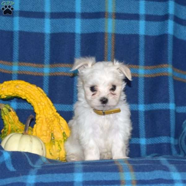 Checkers, Maltese Puppy