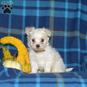 Checkers, Maltese Puppy