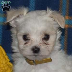 Checkers, Maltese Puppy