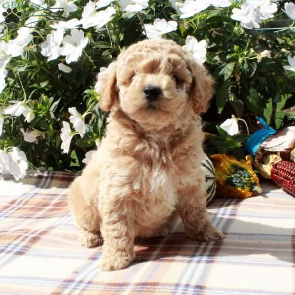 Cheddar, Cavapoo Puppy