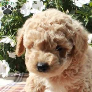 Cheddar, Cavapoo Puppy