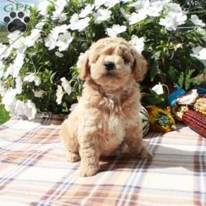 Cheddar, Cavapoo Puppy