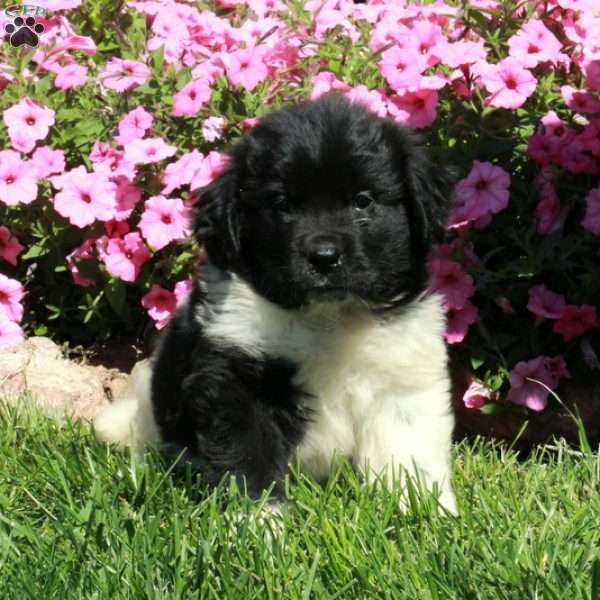 Chelsea, Newfoundland Puppy